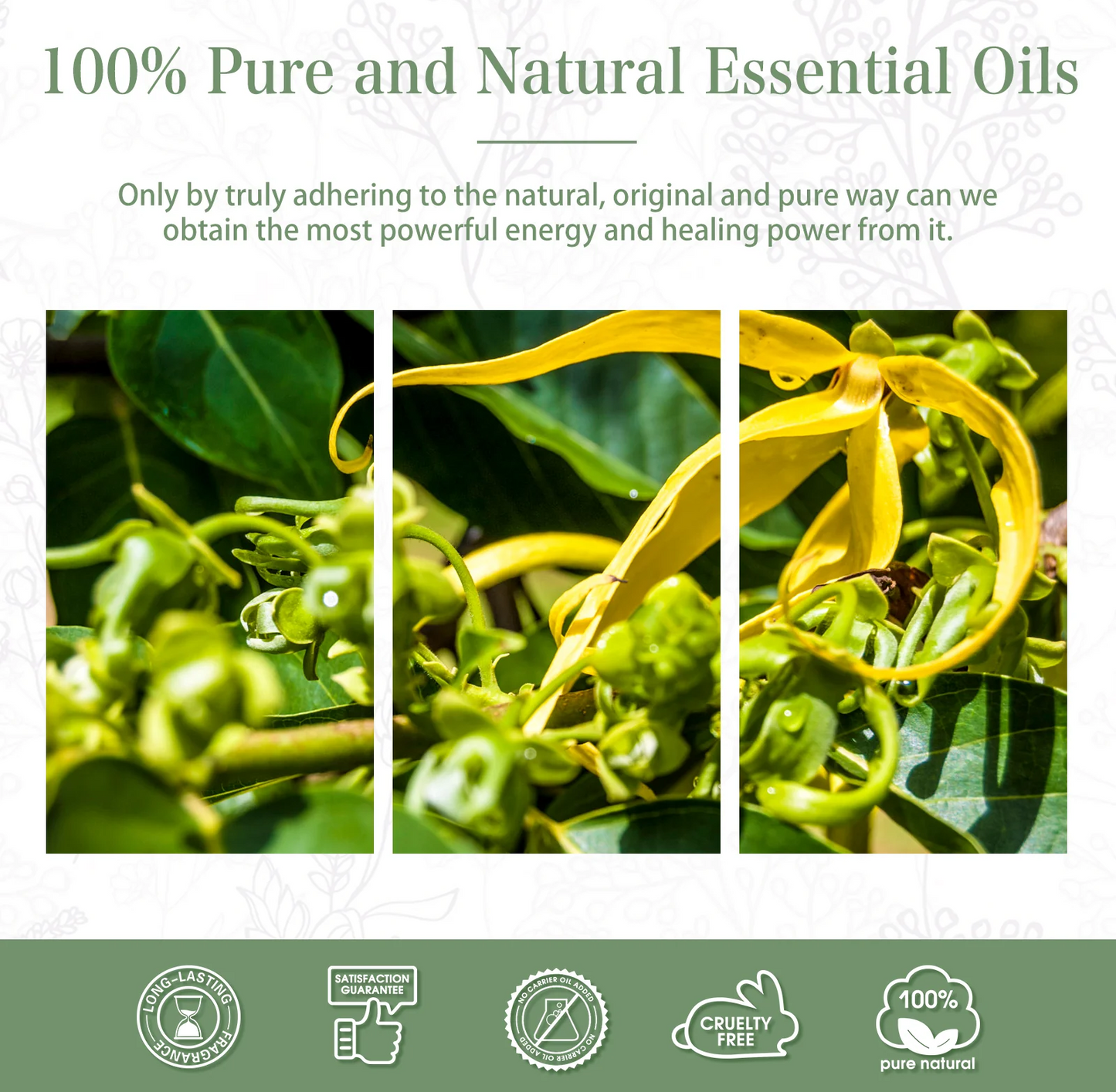 PHATOIL Ylang Ylang Essential Oil 100ml – detail view